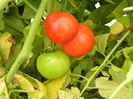 Tomatoes on the Vine