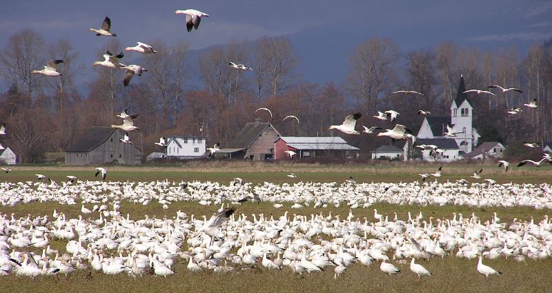 Snow Geese Congregate on Fir Island